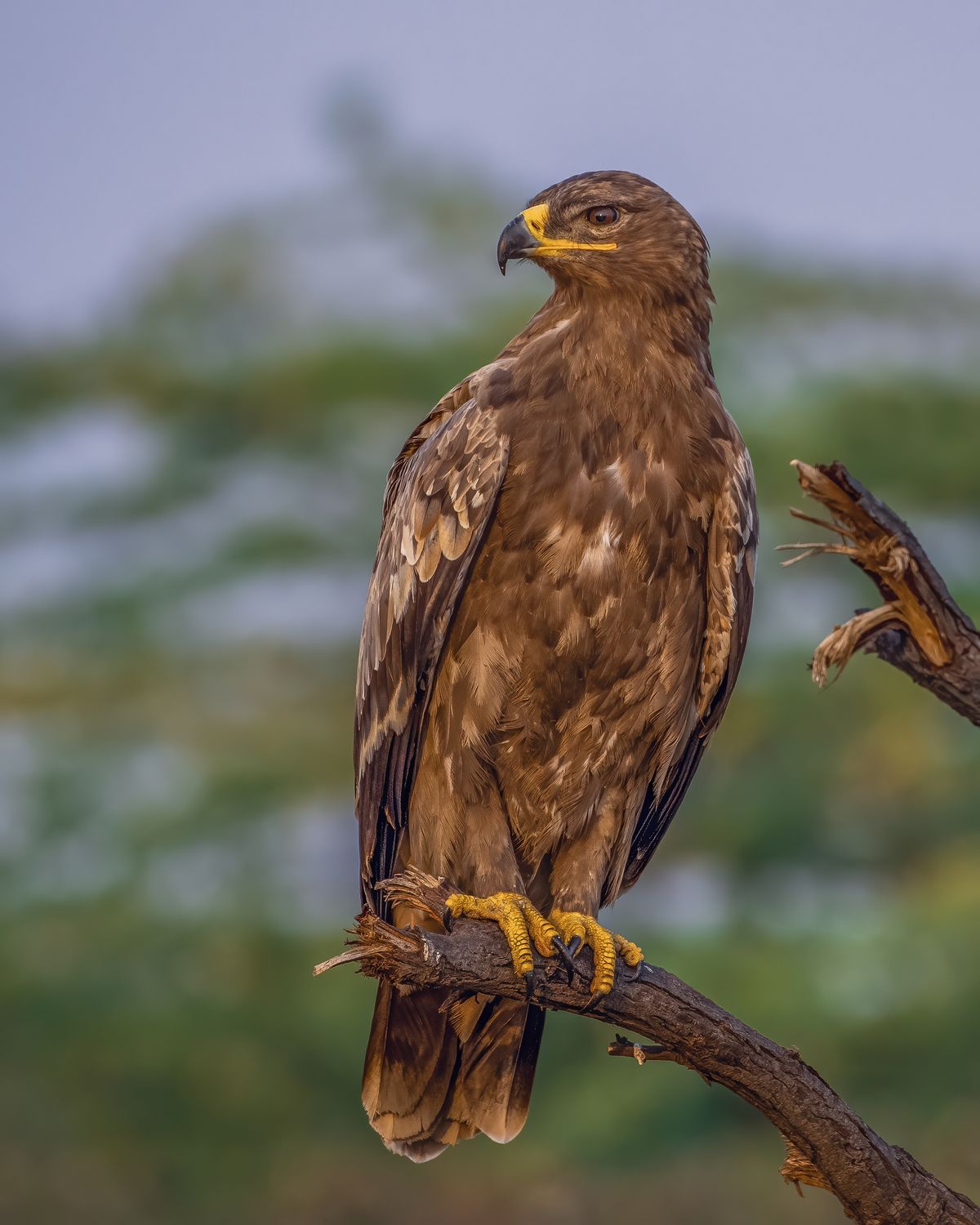 steppe eagle